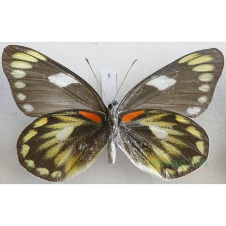 Delias zebuda Hewitson, 1862 female reverse Indonesia, Sulawesi5